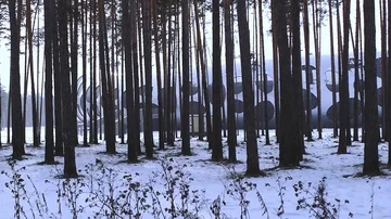 Pine in snow, winter, winter forest, snow-covered grass,Borisov arena Stockbeeldmateriaal 85611006