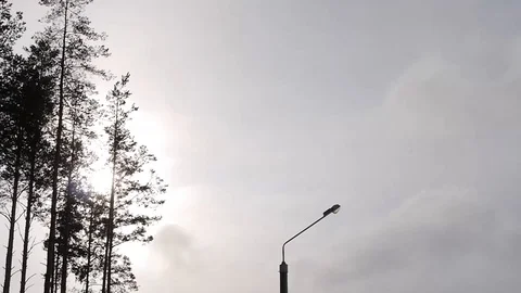 Pine in snow, winter, winter forest, snow-covered grass, Borisov arena Stockbeeldmateriaal 85611017