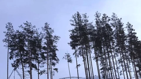 Pine in snow, winter, winter forest, snow-covered grass, Borisov arena Stockbeeldmateriaal 85611021