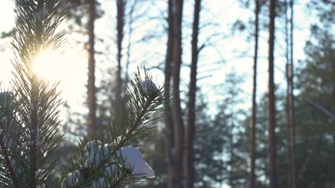 Pine snowy branches in soft sunset sun light isolated against blurry forest Stock Footage 147017484