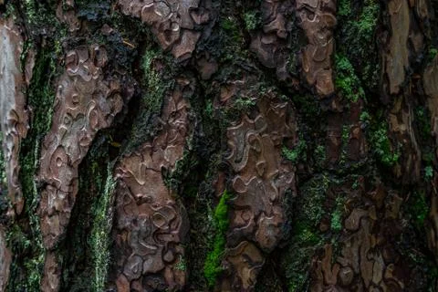 Pine softwood tree texture background in mixed forest Stock Photos