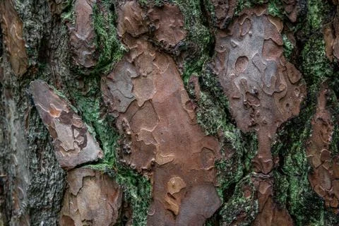 Pine softwood tree texture background in mixed forest Stockfoto's
