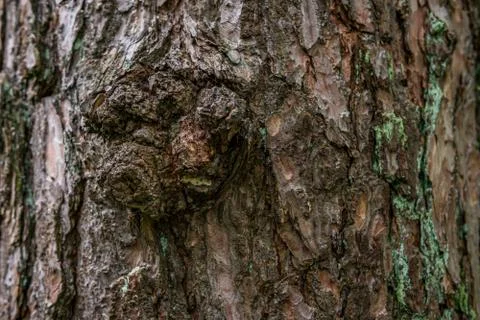 Pine softwood tree texture background in mixed forest 写真素材
