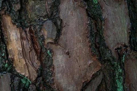 Pine softwood tree texture background in mixed forest Photos