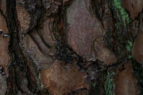 Pine softwood tree texture background in mixed forest 写真素材