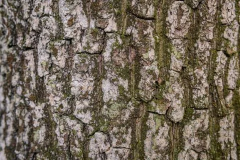 Pine softwood tree texture background in mixed forest Stock Photos