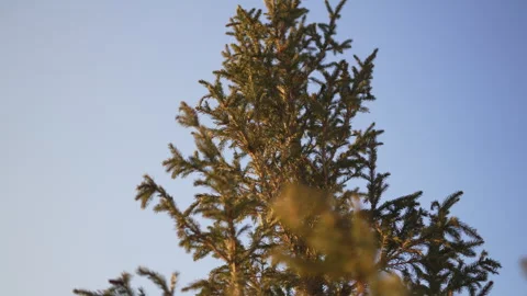 Pine sparkles through cold rays embodying resilience Stock Footage 318867477