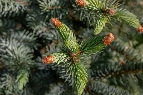 Pine Sprigs and Cones Stock Photos