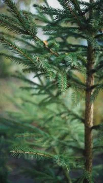 Pine spring blossoming bud, close-up Stock Photos