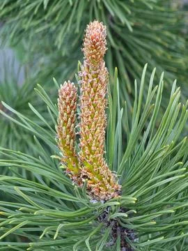 Pine Spring Candles and Green Needles in Close Up Stock Photos