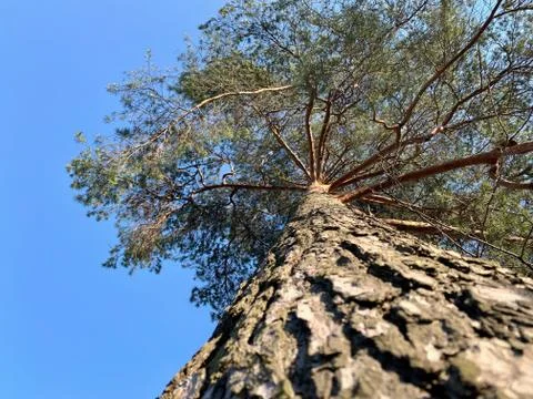 Pine in the spring, view from below, from the tree trunk to the branches. Stock Photos