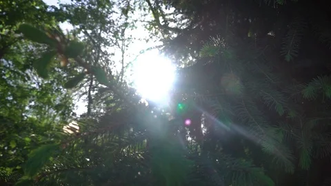 Pine Spruce on against the Sun Stock-Footage 107972995