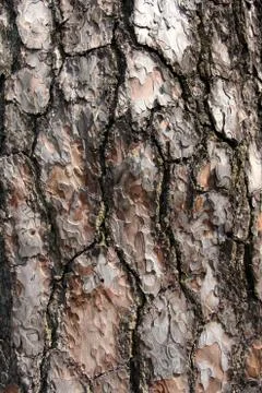 Pine spruce bark Foto stock