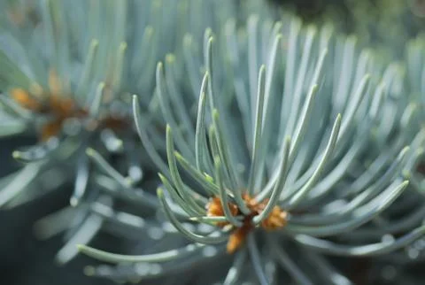 Pine spruce close up Stock Photos