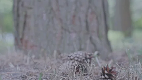 Pine spruce cones falling on ground past thick forest tree Video stock 274204944