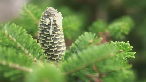 Pine spruce fir tree cone with resin on a top in detail close-up view Stock Footage 159423226