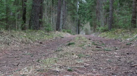 Pine, spruce tree forest road evergreen wood in motion Stock Footage 48898392