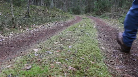 Pine, spruce tree forest road evergreen wood in motion Video stock 48901088