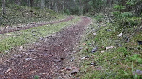 Pine, spruce tree forest road evergreen wood in motion Video stock 48901265