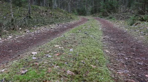 Pine, spruce tree forest road evergreen wood in motion Video stock 48901563