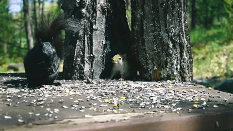 Pine Squirrel and Squirrel Animals in Nature Forest Woods Eating   1 스톡 동영상 132999293
