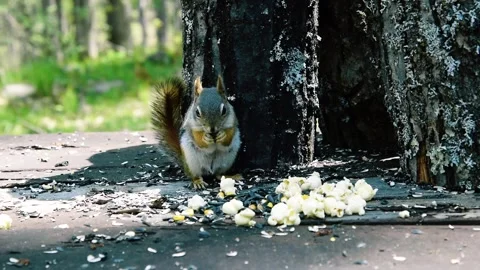 Pine Squirrel Animals in Nature Forest Woods Eating   1 스톡 동영상 132999930