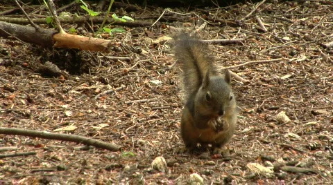 Pine Squirrel Eats Peanuts 스톡 동영상 829260