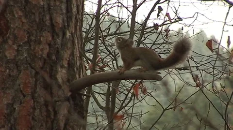 Pine Squirrel on Tree Branch in Montana Stock Footage 93824388