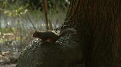 Pine Squirrel On Tree Root Stock Footage 488635