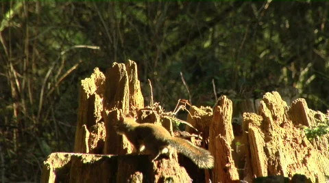 Pine Squirrel On Tree Stump Stock-Footage 488719