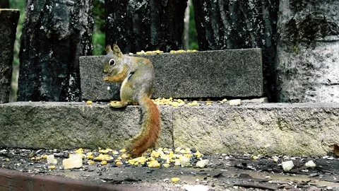 Pine Squirrels and Chipmunk Animal in Woods Eating Food   1 스톡 동영상 133000200