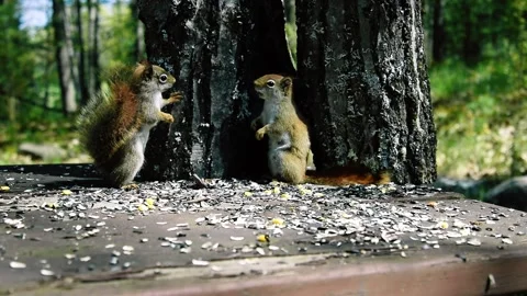 Pine Squirrels Animals Battle in Woods Eating Food 1 스톡 동영상 133000112