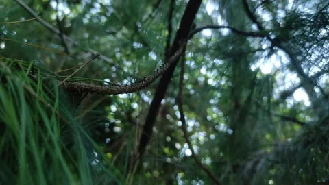 Pine stem and leaves in a windy weather Stock Footage 257787304