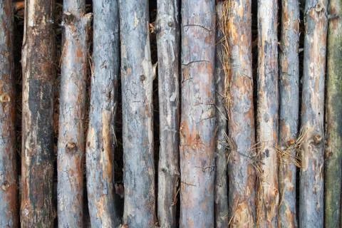 Pine stick texture Stock Photos