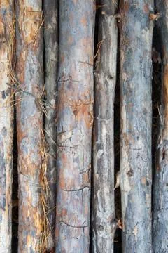 Pine stick texture Stock Photos