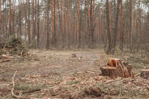 Pine stump on the background of the forest, illegal deforestation, Stock Photos