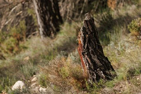 Pine stump broken by a storm Stockfoto's