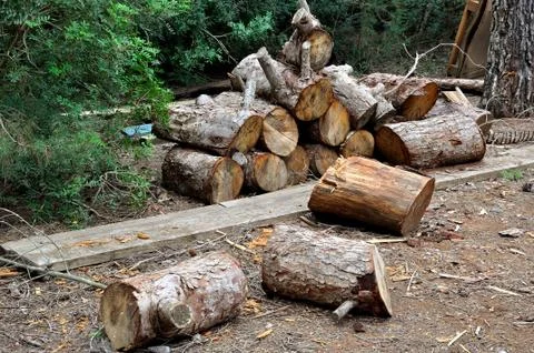 Pine stumps Stock Photos