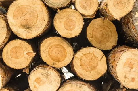  Pine stumps Stock Photos