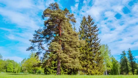 Pine on a summer day. time laps Stock-Footage 77278961