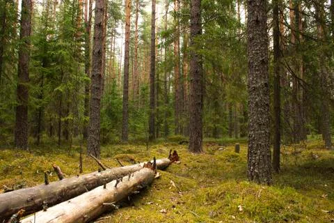 Pine summer forest with falling tree and moss Stock Photos