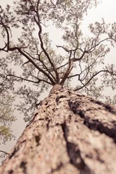 The pine in summer forest. Stock Photos