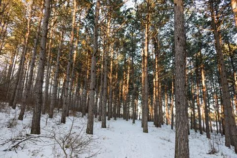 Pine sunlight forest, winter Foto stock