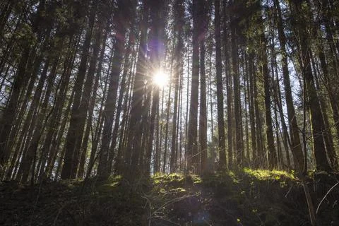 Pine with sunrays 스톡 사진