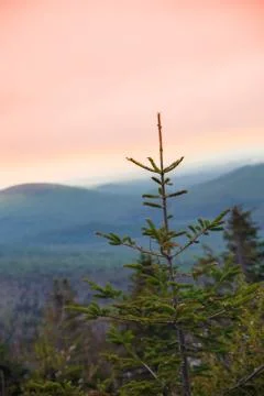 Pine sunset mountains Stock Photos
