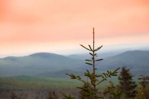 Pine sunset mountains Stock Photos