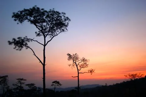 Pine in sunset Stock Photos