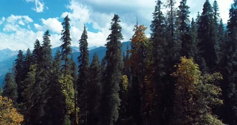 Pine tall trees. aerial drone shot of forest. camera moving down and backward Stock Footage 159042021