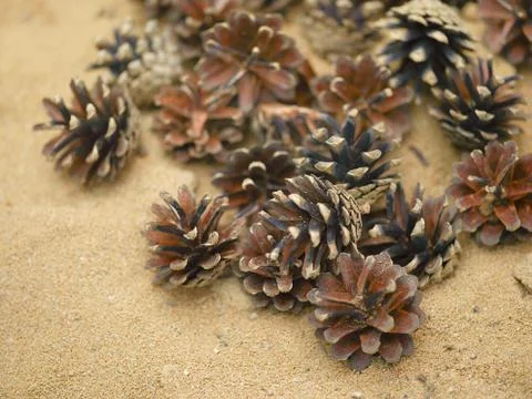 Pine tee cones Photos