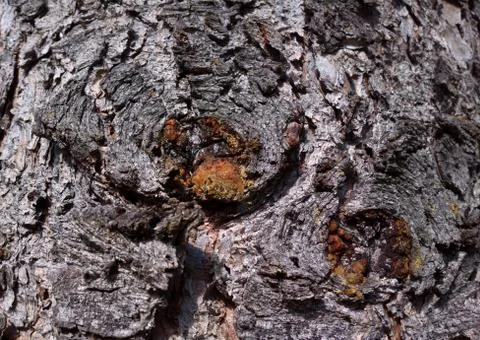 Pine texture 스톡 사진